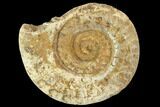 Polished Ammonite (Hildoceras) Fossil - England #103999-1